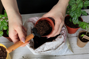 Close-up of female hands with a spatula grount in a pot with soil, Planting flowers in the ground.