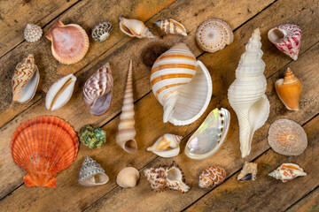Seashells - Wooden Background