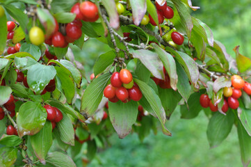 The fruits of dogwood ripen on a tree branch