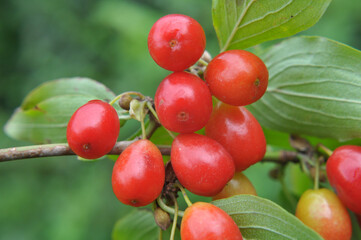 The fruits of dogwood ripen on a tree branch