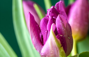 Close up of pink tulip with water drops, selective focus, blurred background