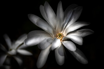 Close-up of magnificent white magnolia flowers on the black background 
