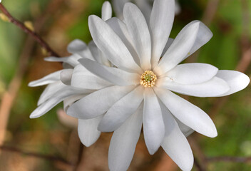 Close-up of magnificent white magnolia flowers blossom in the spring garden