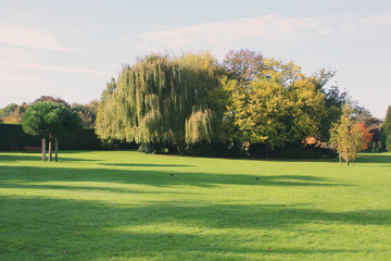 Beautiful scenery including big trees in the background and the big lawn in the foreground