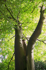 Fototapeta premium Big tree with the smooth bark trunk on the sunny day