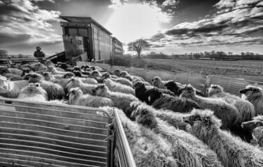 Schafe einer Wanderschäferin aus Schleswig-Holstein (Deutschland) werden auf einen Lastwagen verladen. Ziel des Transportes ist die Nordseeinsel Sylt.