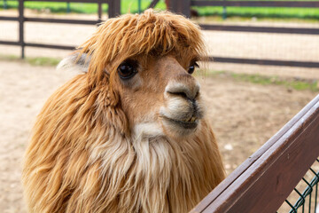 Sheared alpacas of different colors in nature