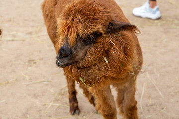 Sheared alpacas of different colors in nature