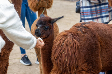 Sheared alpacas of different colors in nature
