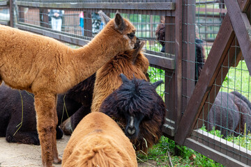 Sheared alpacas of different colors in nature