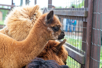 Sheared alpacas of different colors in nature