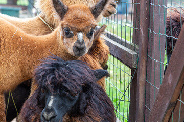Sheared alpacas of different colors in nature