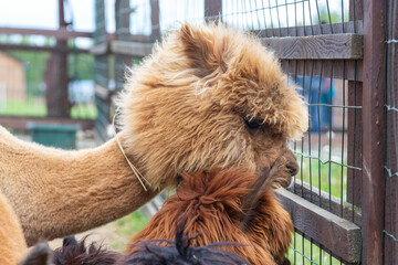 Sheared alpacas of different colors in nature