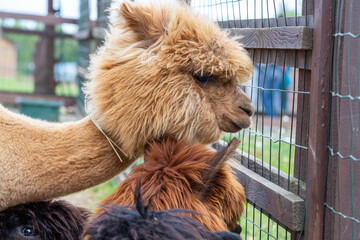 Sheared alpacas of different colors in nature