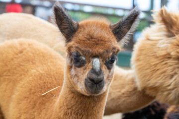 Sheared alpacas of different colors in nature