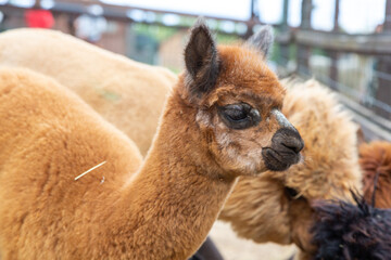 Sheared alpacas of different colors in nature