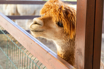 Sheared alpacas of different colors in nature