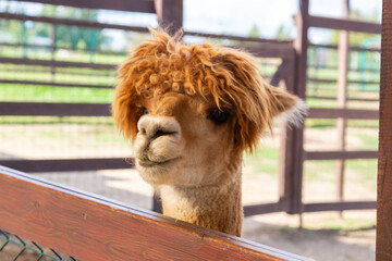 Sheared alpacas of different colors in nature