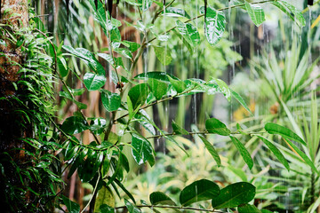Rain in tropical resort. Wet palm leaves.