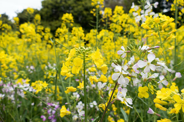 Field of yellow flowers