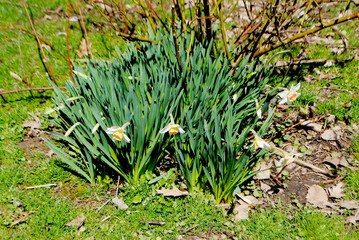 A Close-Up of Bright Orange and White Spring Daffodils Growing under a Rose Bush
