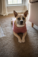 Dog On Carpet Looking at Camera