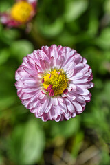 close up of pink flower