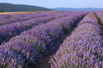 Naklejka na ściany i meble Beautiful landscape with rows of purple lavender bushes