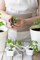 Young woman planting tomato seedlings in the ground in early spring. The concept of home urban gardening, agricultural development. Wooden table