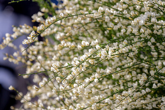 Selective focus of bush or shub white flowers in the garden with sunlight as backdrop, Cytisus multiflorus is a species of legume, White spanish broom or Portuguese broom, Nature floral background.