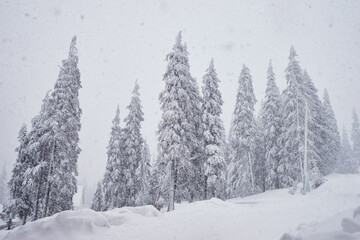 Forest in winter. Pine trees covered by snow.