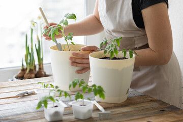 Young woman planting tomato seedlings in the ground in early spring. The concept of home urban gardening, agricultural development. Wooden table