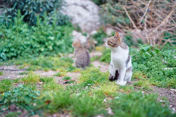 Cute cats at the park.