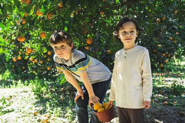 Boys with wicker baskets in their hands pick oranges from a tree.