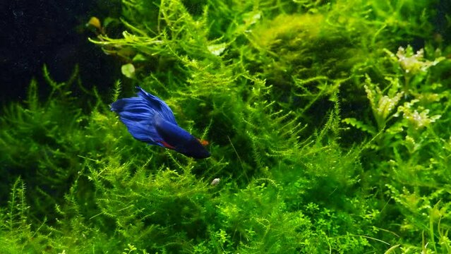 Siamese fighting fish adult male in blue neon glow color with big tail, artificial breed, lush java moss in planted freshwater ryoboku aquascape detail in bright LED light, professional aquarium care