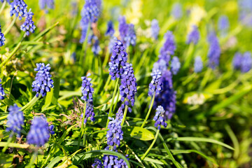 Grape hyacinth flowers close up. Floral spring background. Blooming muscari in the field. Bright blue flowers on a yellow background. Seasonal wallpaper for design