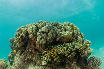 Coral reef and water plants in the Red Sea, Eilat Israel
