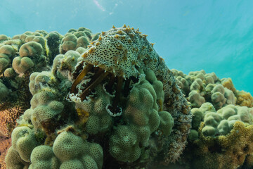 Coral reef and water plants in the Red Sea, Eilat Israel
