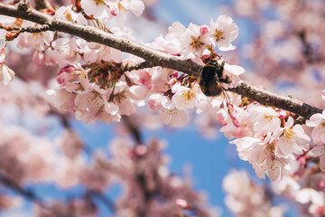 Hummel an einer Zierkirsche, Frühlingsblüte mit Hummel, Header, Hintergrund, Frühlingsangebot