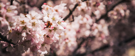 Zierkirsche, Headergröße, Frühlingshintergrund mit Blüten