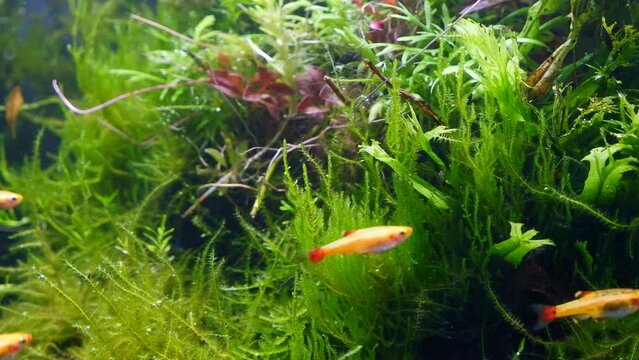 lush java moss in planted ryoboku style ecosystem aquarium detail, driftwood aquascape in bright LED light, blurred peaceful fish artificial breed golden cloud mountain minnow, professional care