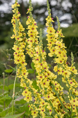 Close up of verbascum chaixii flowes in bloom
