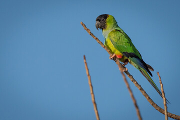 periquito-de-cabeça-preta (Aratinga nenday), também conhecido como príncipe-negro, é uma espécie da família Psittacidae