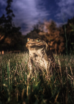 Encounter with a frog, at night - Senador Amaral, Minas Gerais, Brasil