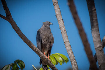 falcon