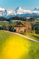 spring in Emmental with the mighty snowcovered Schreckhorn and Finsteraarhorn