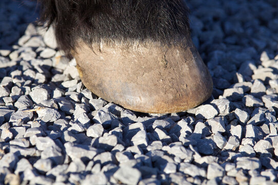 Horses Hoof on gravel track. Barefoot Hooves on stone ground terrain	