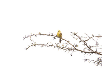 Trznadel na gałęzi wiosną © Sylwester Popenda