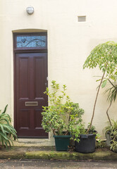 Fototapeta na wymiar Vertical closeup of leafy green pot plants against beige wall next to brown front door