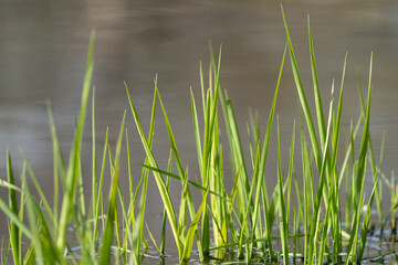 Zielona trawa wyrastająca z wody